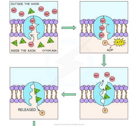 Carrier Protein Active Transport