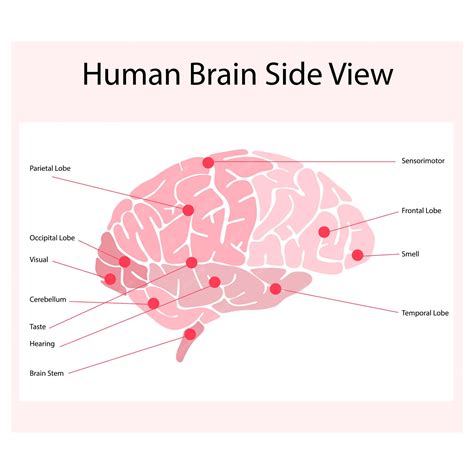 Diagramme Du Cerveau Humain Isolé Sur Fond Blanc Diagramme Danatomie