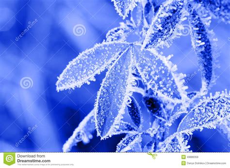 Frost Leaves Stock Image Image Of Forest Snow Morning 49886359