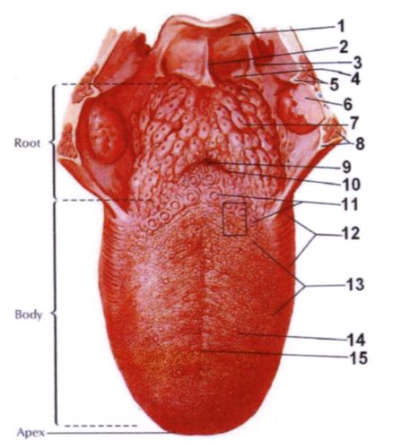 Tongue Foliate Papillae Vallate Papillare Taste Bud Flashcards Quizlet