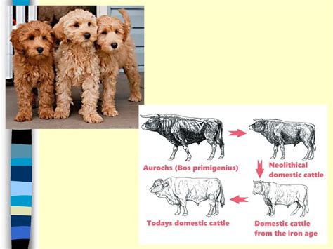 Genetics Beyond Mendel Ppt Download