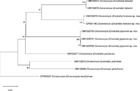 Neighbor Joining Nj Kimura Parameter Tree Based On The Analysis Of