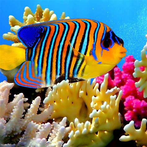 Colorful Tropical Fish Photography