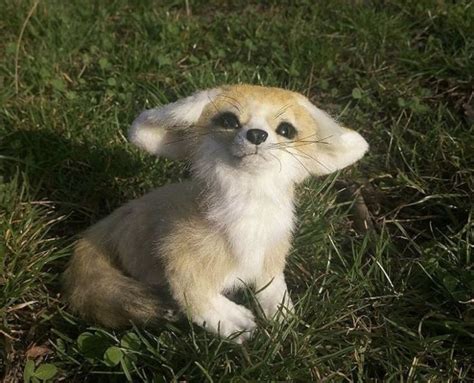 Pin on Cute Animals in 2024 | Cute baby animals, Fennec fox pet, Baby ...