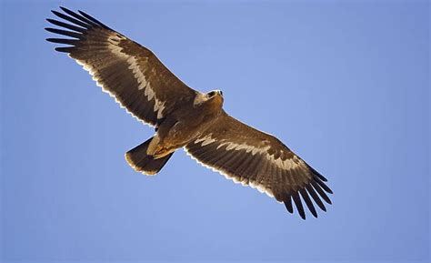 Steppe Eagle Aquila Nipalensis In Flight Sultanate Of