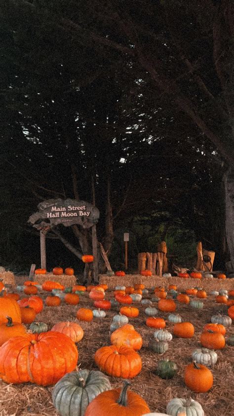 Pumpkin Patches In The Bay Area The Catalyst