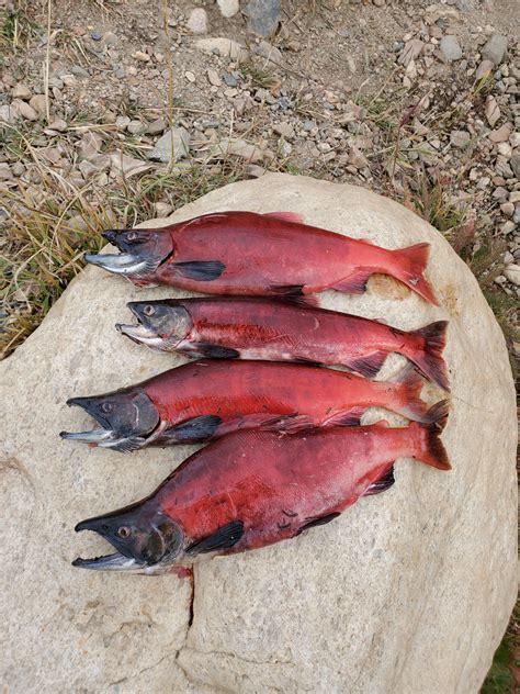 Some Nice Salmon Me And My Wife Caught In Wyoming Rfishing