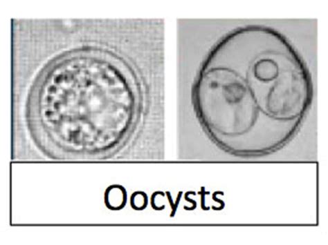 Companion Animal Parasite Council Toxoplasma Gondii