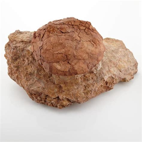 Sold Price: Hypselosaurus Priscus Titanosaur Species Dinosaur Egg - October 2, 0115 2:00 PM EDT