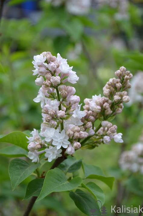 Syringa Vulgaris Krasawitsa Moskwy Lilak Pospolity