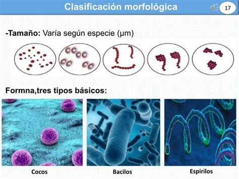 Clase Bacteriologia Para Estudiantes De Medicina Ppt