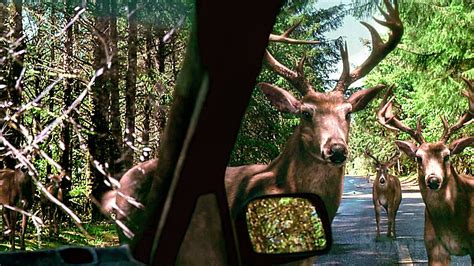 Coinc S Dans Une Voiture Attaqu S Par Cerfs Oui Le Cercle