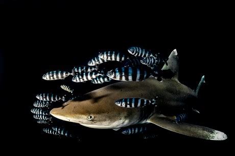 1,000 Cartilaginous fish Stock Pictures, Editorial Images and Stock Photos | Shutterstock