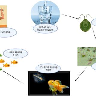 Comprehensive Illustration Of The Adverse Human Health Effects Caused