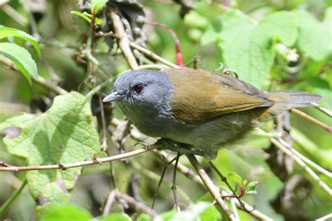 Sylvia Warblers Holmen Birding Safaris