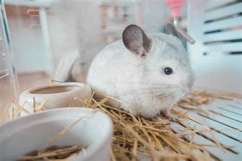 Chinchila fofa pele de animal de estimação cabelo branco fofo e olhos