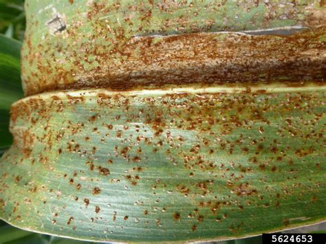 Common Corn Rust Puccinia Sorghi