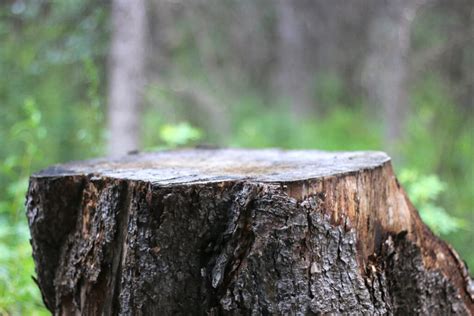 How To Kill A Tree Stump