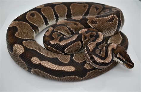 Vpi Axanthic Het Pied Proven Ball Python By Mighty Morphin Sneks