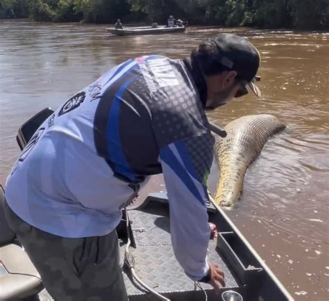 Pescador encontra sucuri de 7 metros boiando morta em rio em Deodápolis