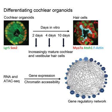 耳蜗类器官揭示了出生后毛细胞从支持细胞分化的转录程序 Cell Reports X MOL