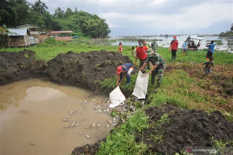 Penanganan Kematian Ikan Di Danau Maninjau ANTARA News