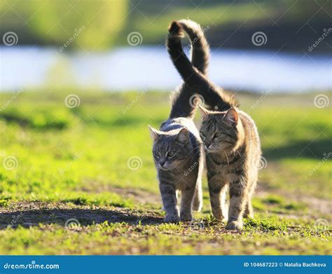 Lovers Couple Striped Cats Walk Together On Green Meadow In Sunny Day