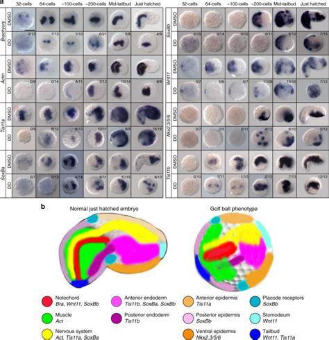 Diatom bloom-derived biotoxins cause aberrant development and gene ...