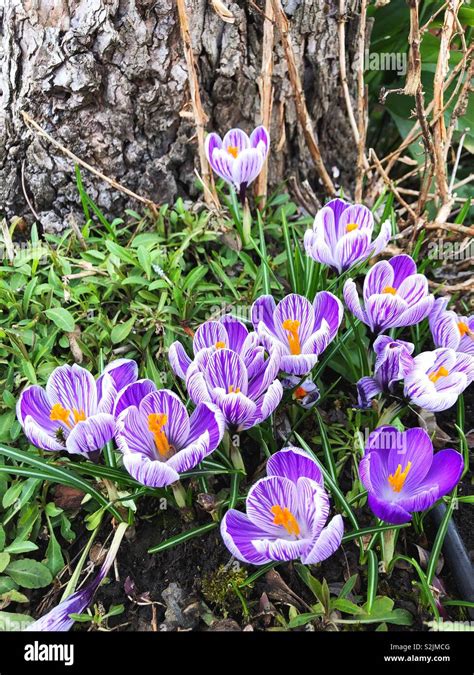 Crocus flowers growing in Eugene, Oregon, USA Stock Photo - Alamy