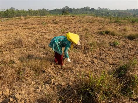 Kekeringan Di Kabupaten Bogor Warga Gunakan Air Kali Untuk Minum