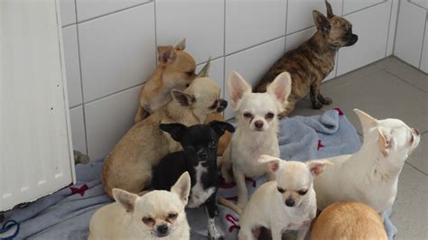 Spendenaufruf Tierheim Baden Braucht Nach Rettung Von Chihuahuas Futter