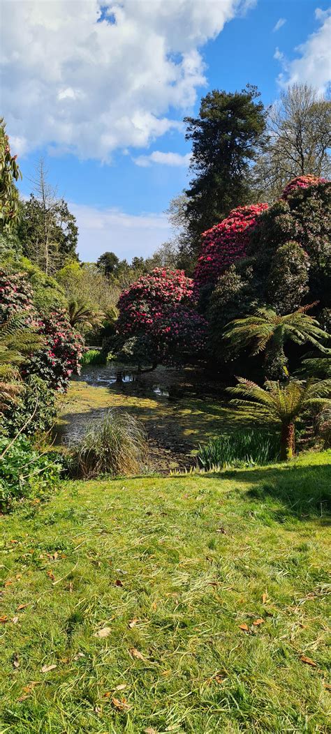 298 Best Rhododendron Images On Pholder Gardening Earth Porn And Pics