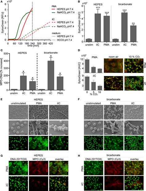 Frontiers Extracellular Acidification Inhibits The Ros Dependent