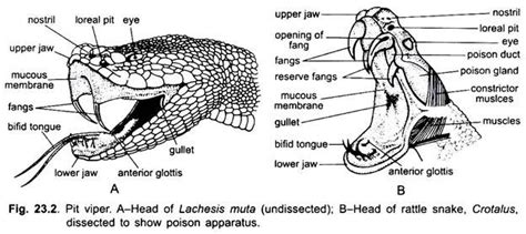 Essay On Snakes Chordata Vertebrates Zoology