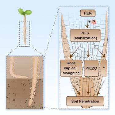 The Soil Emergence Related Transcription Factor Pif Controls Root