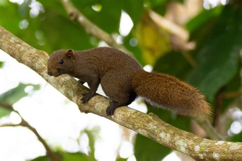 Pallas Squirrel From Bukit Fraser 49000 Bukit Fraser Pahang