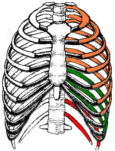 Anatomy Thoracic Cage And Intercostal Muscles Flashcards Quizlet