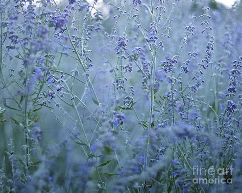 Lavender Dusk Photograph By Kimberly Nickoson Fine Art America