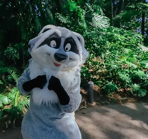 Raccoon From Pocahontas Costume