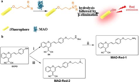 (a) The oxidative deamination mechanism of MAO. (b) Synthetic route to ...