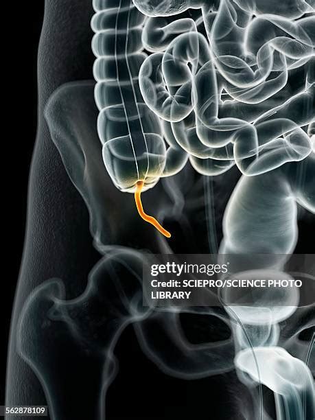 appendix anatomy   premium high res pictures getty images