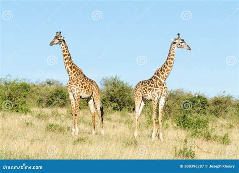 Two Masai Giraffes Giraffa Camelopardalis Tippelskirchii In Maasai