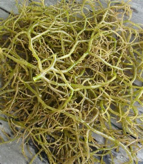 Rumpai Laut Semporna (Pulau Selakan): JENIS-JENIS RUMPAI LAUT DI SEMPORNA