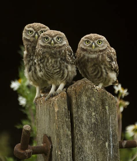 Schedule for TM Travel Route 117: Sheffield to Rotherham 7