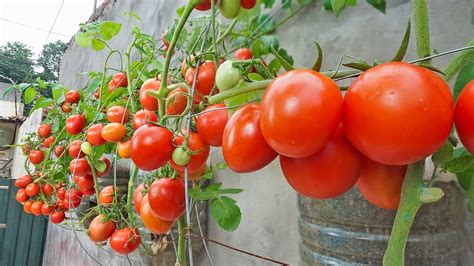 Tips For Growing Wall Mounted Tomatoes In Plastic Bottles Does Not