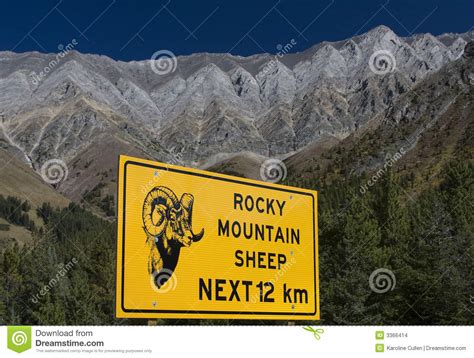 Mountain Sheep On A Campsite In Himalayas Stock Photo Cartoondealer