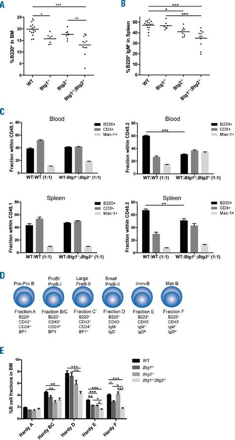 Figure From Tumor Suppressors Btg And Btg Regulate Early Mouse B