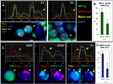 Heterochromatin Proteins At Pericentric Heterochromatin Fluorescence