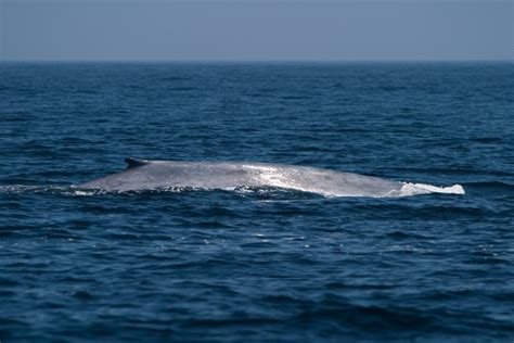 Largest Blue Whale Ever Recorded In The World Smith Whard1991