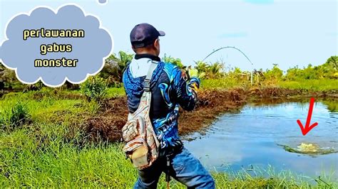 Perlawanan Gabus Babon Bikin Kewalahan Ll Mancing Ikan Gabus Ll